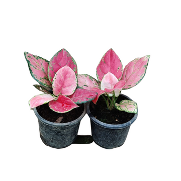 Aglaonema Pink Indoor Plant, Aglaonema Pink Beauty Plant