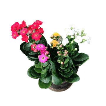 Kalanchoe Live Flower Plant (Set of 5 Color Kalanchoe), Bloom Beauty