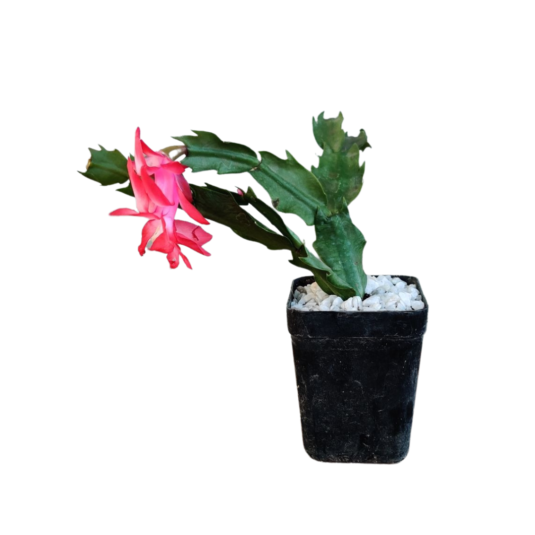 Christmas (zygo) Cactus Red