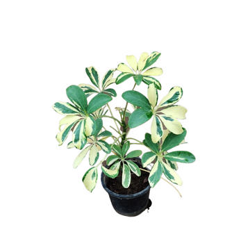Umbrella Plant Varigeated