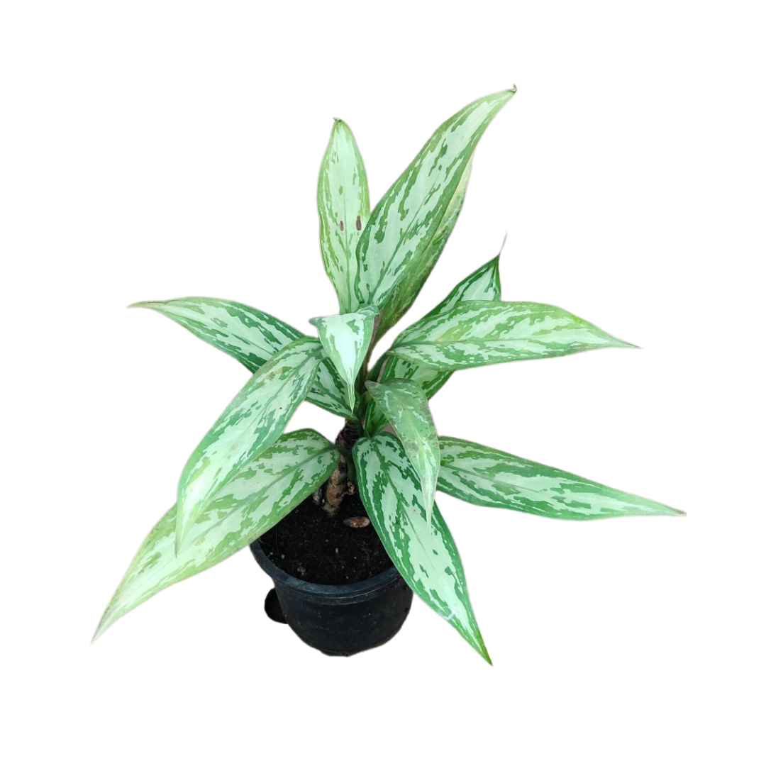 Aglaonema Silver Queen