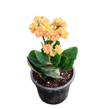 Double Orange Kalanchoe Plant, Kalanchoe Plant for Sale Near Me