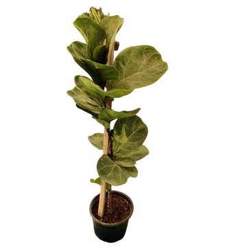 Fiddle Leaf Ficus, Air Purifying Plants For Home, Jumbo XXL Size Plant