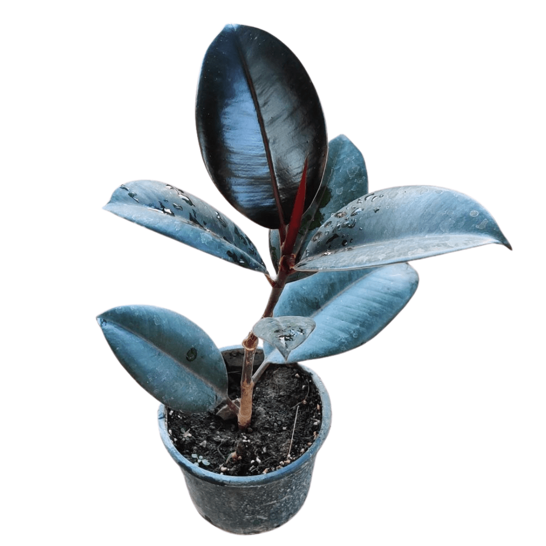 black prince rubber tree benefits Rubber Plant