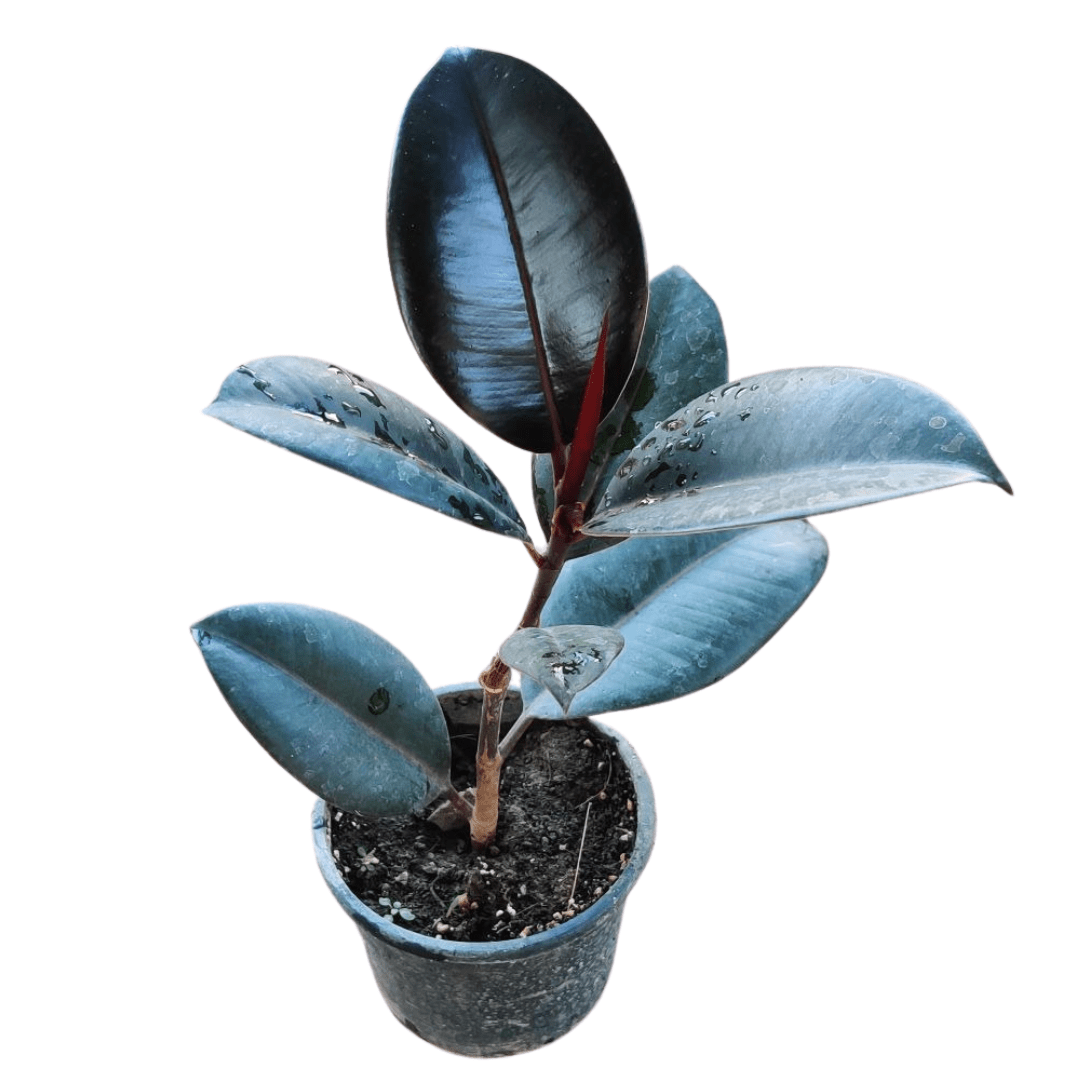 Rubber plant / Indoor Plant