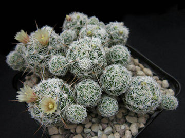 Mammillaria Gracilis, Thimble Cactus, Majestic Rare Cactus