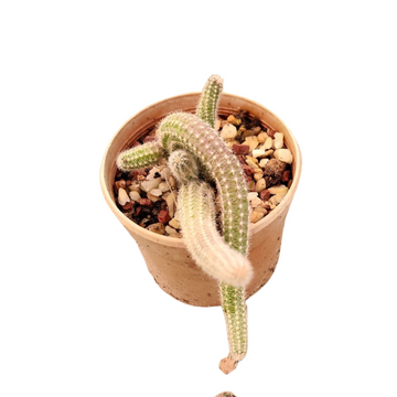Echinopsis Chamaecereus - Peanut Cactus, Majestic Rare Cactus