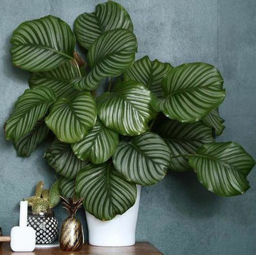 Calathea Orbifolia Indoor Plant