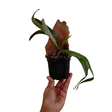 Staghorn Fern