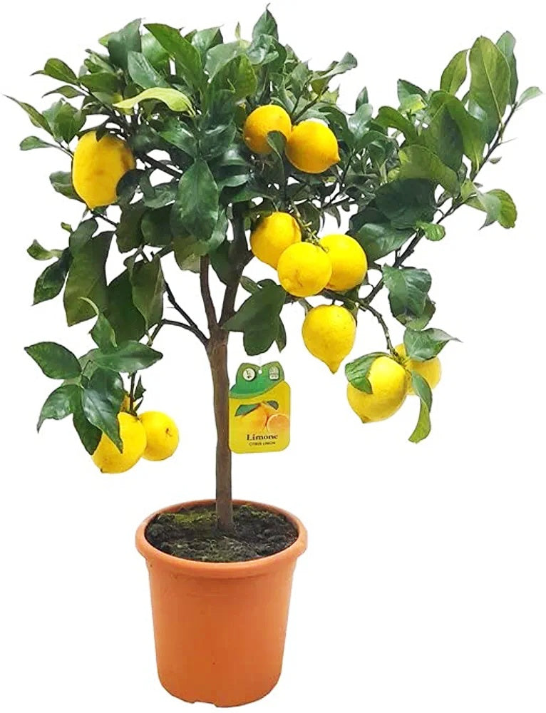 Seedless Kagzi Lemon Plant for Garden, Nimbu Kagzi, Thai Patti Plant
