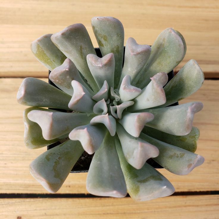 Echeveria Runyonii, Endearing Succulents