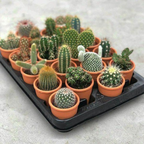 Cactus One Random Potted Plant, Cactus Plant Bulk Rate