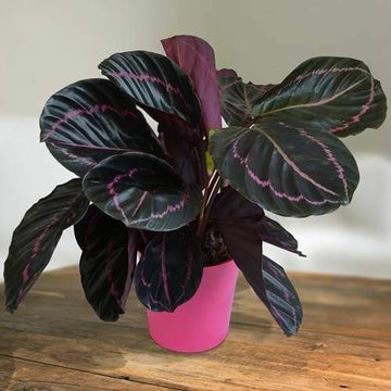 Dark Calathea Dottie Indoor Plant