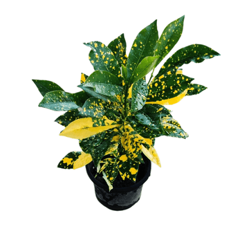 Croton Gold Dust Indoor Plant