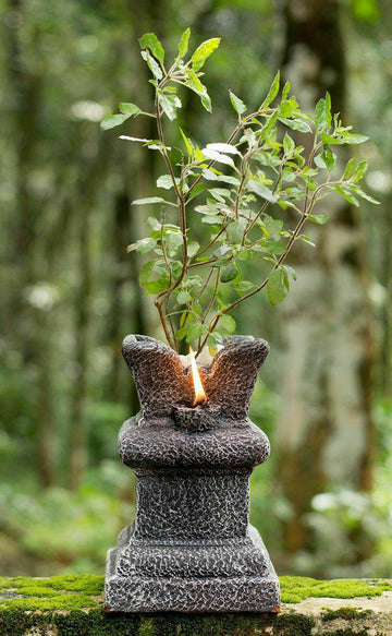 Krishna Tulsi Plant
