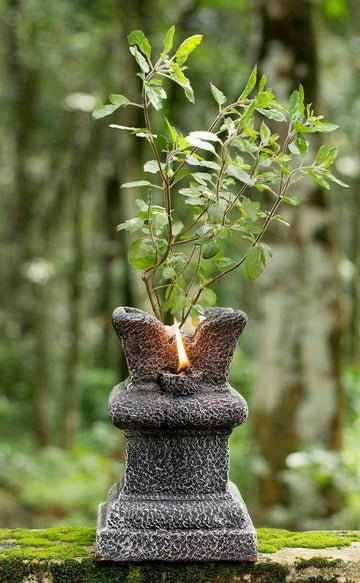 Krishna Tulsi Plant
