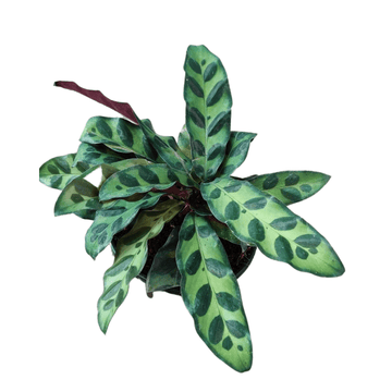 Calathea Insignis Indoor Plants