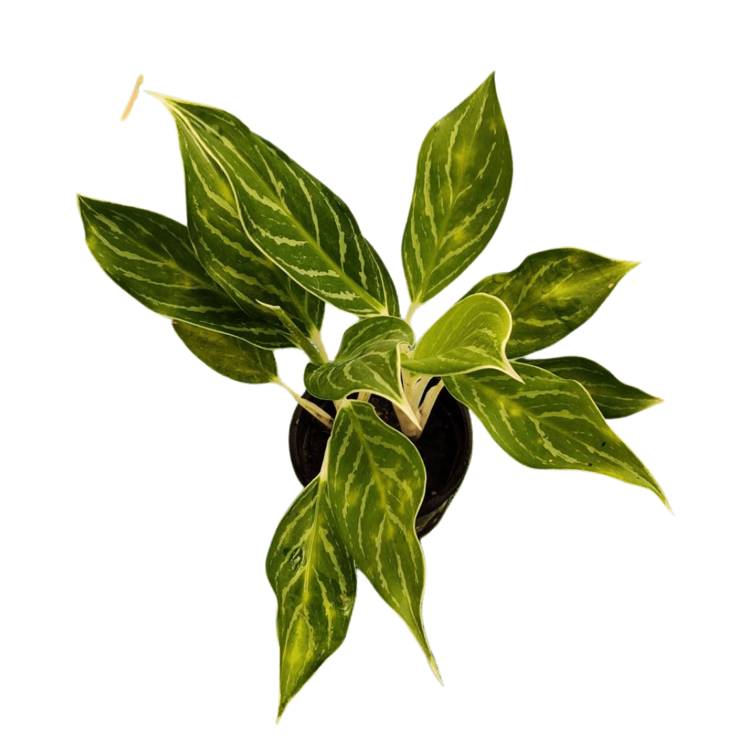 aglaonema butterfly maximum size Butterfly Aglaonema Plant