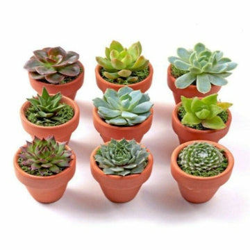 Succulent Plant One Random Potted Plant - Bulk Rate /  Buy succulent plant online