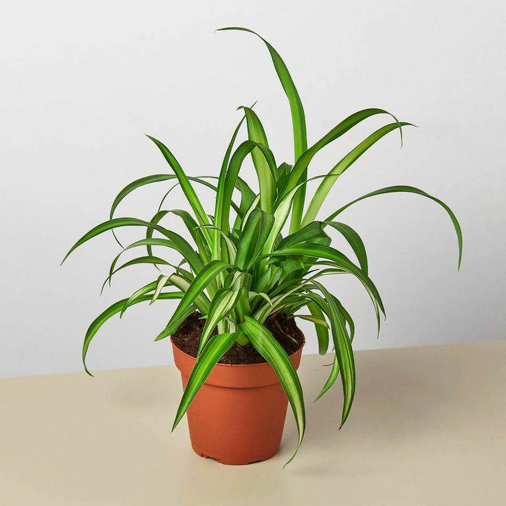 Spider Plant / Bulk Rate