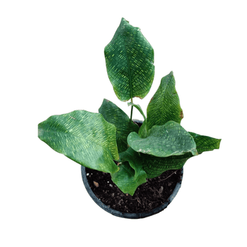 Calathea Musaica Indoor Plant