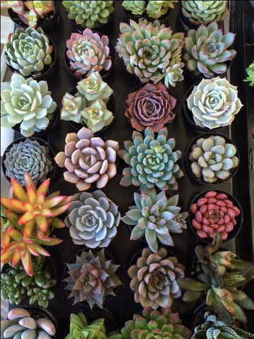 Bare Root Assorted Succulent Set of 20 Plants Without Pot