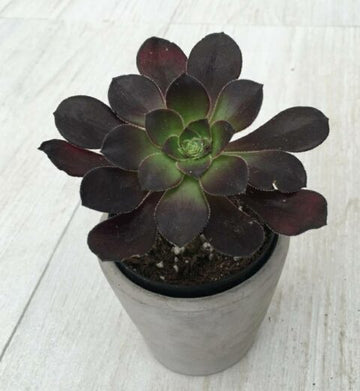 Aeonium Black Rose Plant, Valentine’s Special, Endearing Succulents