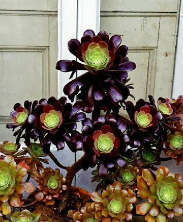 Aeonium Black Rose Plant, Valentine’s Special, Endearing Succulents