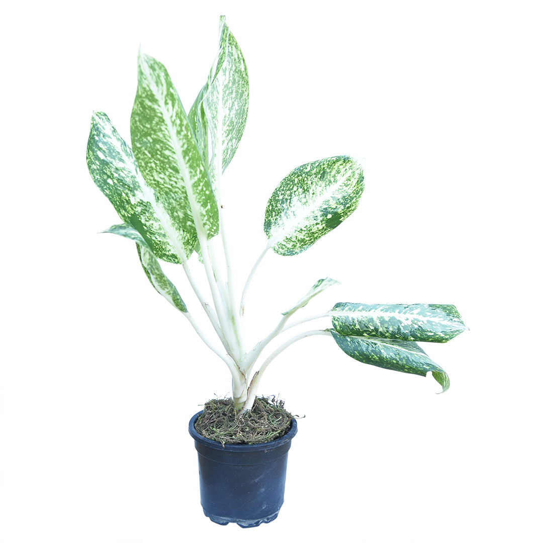 aglaonema manila Aglaonema Manila White