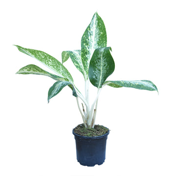 Aglaonema White Dust Plant, Air Purifying Plants