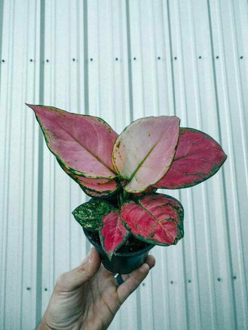 Aglaonema Pink Indoor Plant, Aglaonema Pink Beauty Plant