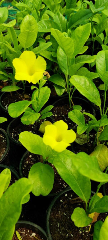 Exotic Yellow Allamanda Plant