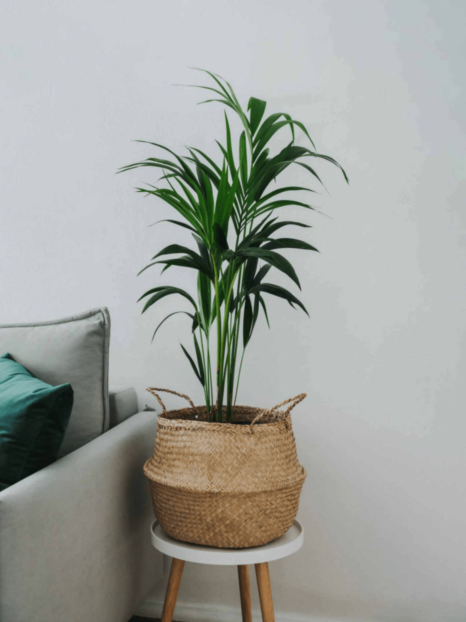 Areca Palm Small  Nasa Certified Indoor Plant Budsnblush.com