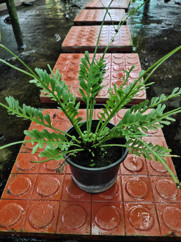 Rare Kenzoi Fern / Asplenium Kenzoi / Indoor Plants