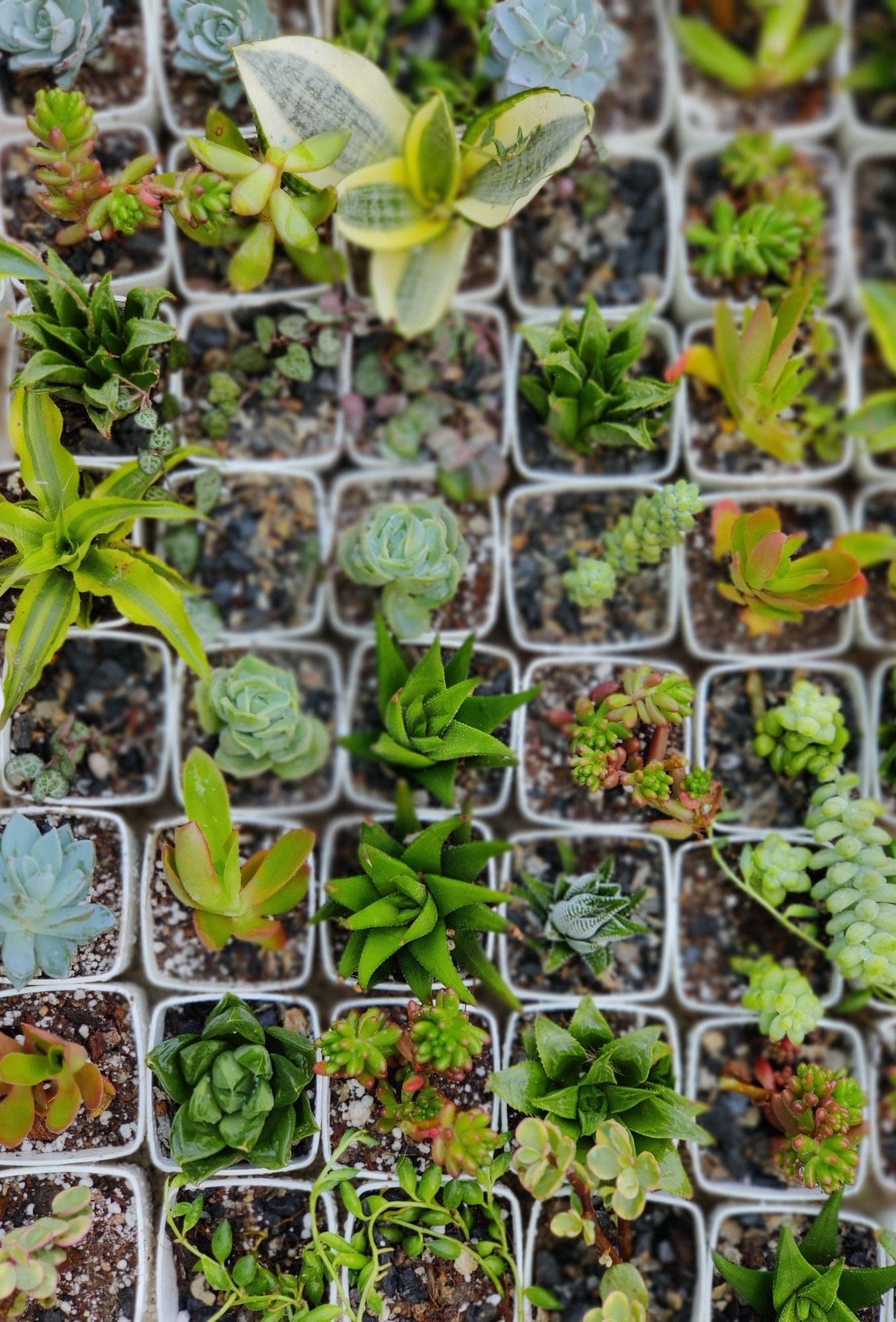 Assorted Succulent set of 20 Plants With Pot