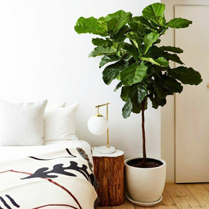 Bambino Dwarf Fiddle Leaf Ficus, Air Purifying Plants For Home, Safe Home Delivery