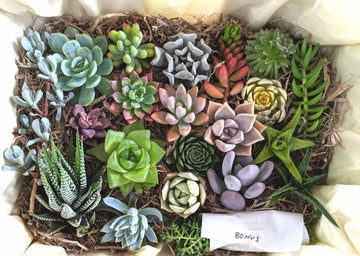 Bare Root Assorted Succulent set of 5 Plants