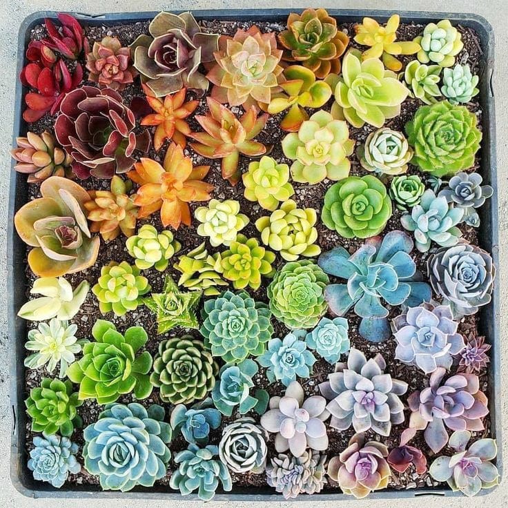 Bare Root Assorted Succulent Set of 10 Plants. Succulent Plants For Home