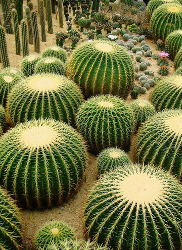 Golden Barrel Cactus Plant