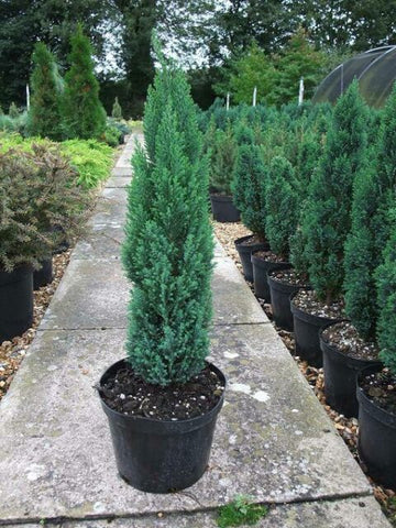 Blue Cypress Christmas Tree Vaastu Plants