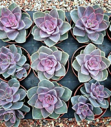 Echeveria Perle Von Nurnberg Indoor,  Blue Echeveria, Endearing Succulents