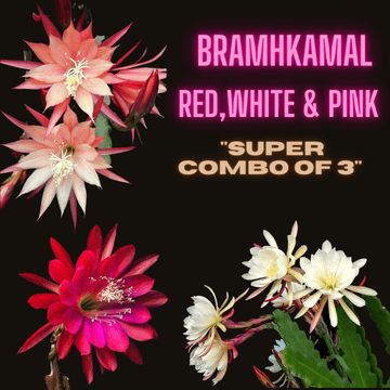 Brahma Kamal Plant, Combo Of 3 – Orchid Cactus