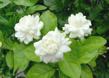 Butt Mogra Plant, Fragrant Flowering Variety for Your Garden