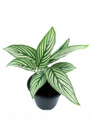 Calathea Vittata, Pin Stripped Calathea Indoor Plant