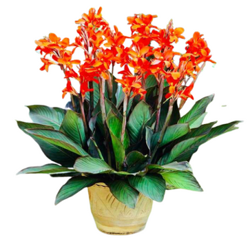 Canna Lily Dark Leaves, Extreme Heat Tolerant Flower Plant