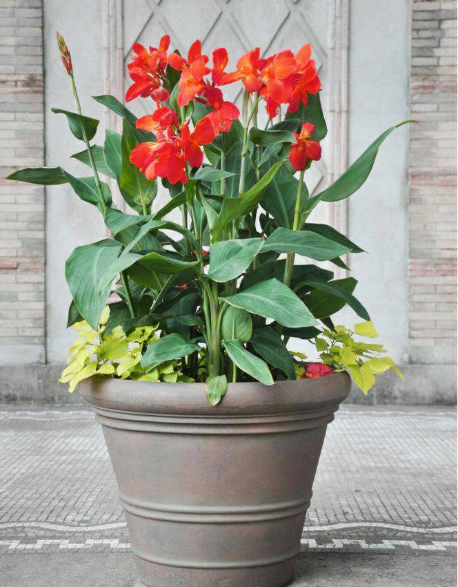 Canna Lily Red Flower, Extreme Heat Tolerant Summer Flower Plant