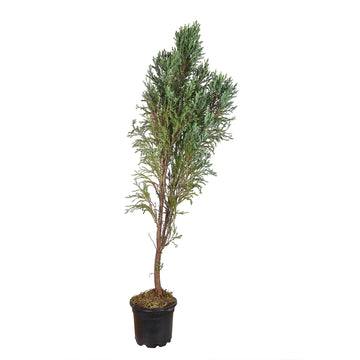 Blue Cypress Christmas Tree Vaastu Plants