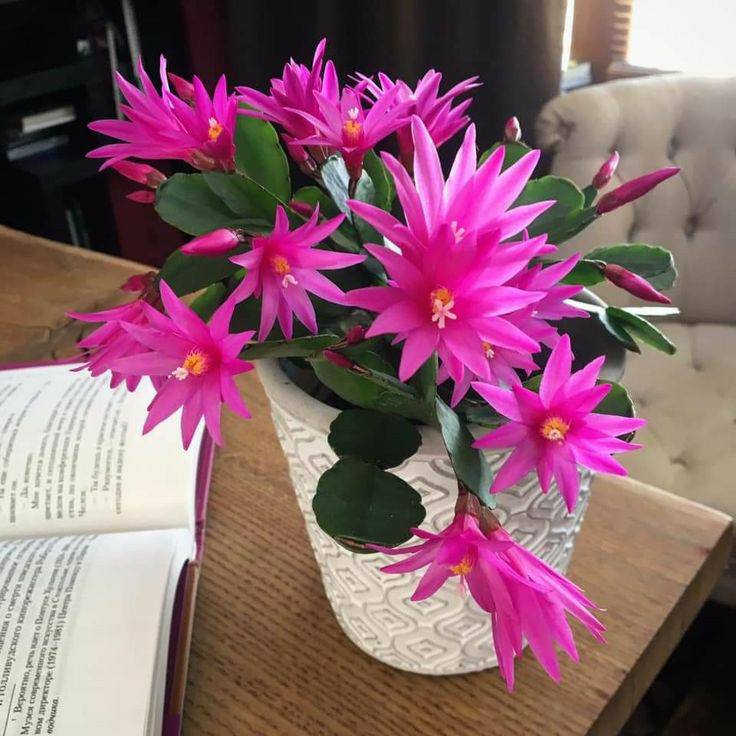 Christmas (zygo) Cactus Pink Flower