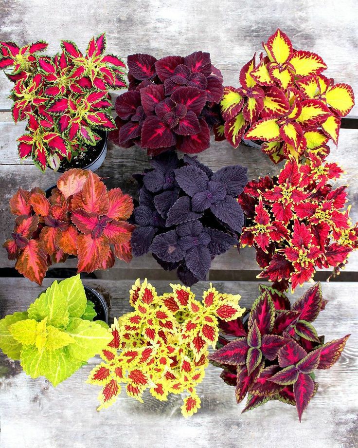 Coleus Combo of 3 Colored Assorted Coleus plants For Indoor Plants