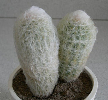 Cotton Ball Espostoa, Old Man Cactus, Majestic Rare Cactus